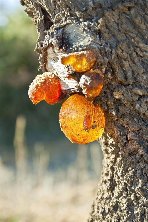 Common Diseases Of Almond Trees - How To Prevent Almond Disease Issues