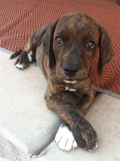 Plott Hound Info, Temperament, Puppies, Pictures