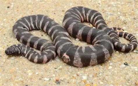 Arafura File Snake: History, Facts, Size, Habitat, Classification ...