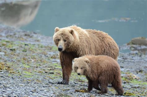 How Large is a Kodiak Bear's Home Range? - Robin Barefield