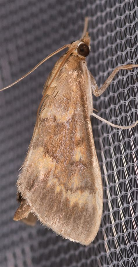 Maryland Biodiversity Project - European Corn Borer Moth (Ostrinia ...