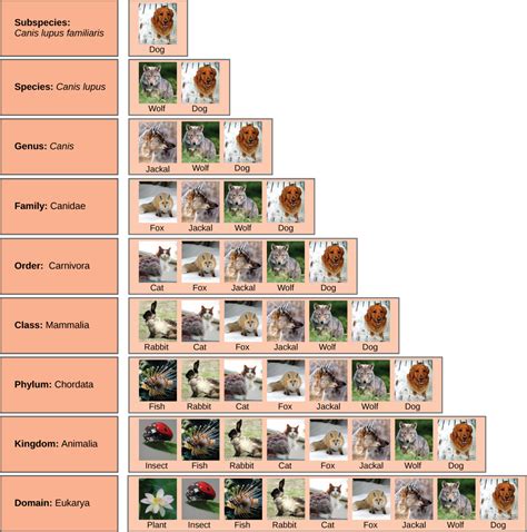 5.1: Introduction to Biodiversity - Biology LibreTexts