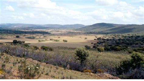 Typical habitat of Cinereous Vulture in Sierra de San Pedro with the ...