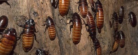 Madagascar Hissing Cockroach | Lincoln Park Zoo