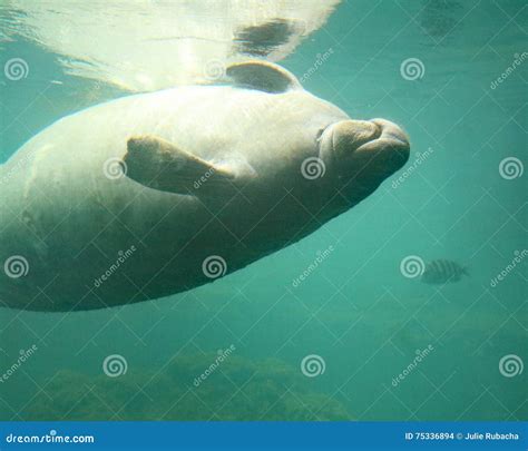 Playful Manatee swimming stock photo. Image of swimming - 75336894