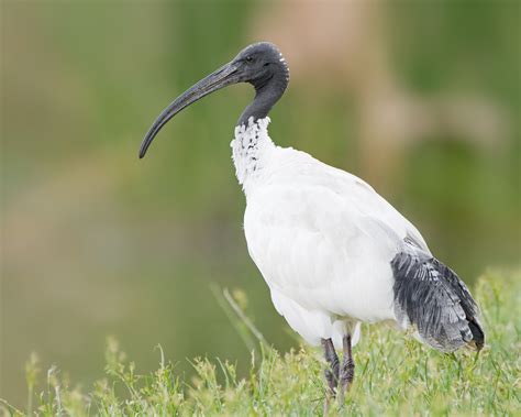 zoology - Bird species ID in the Northern Territory, Australia ...