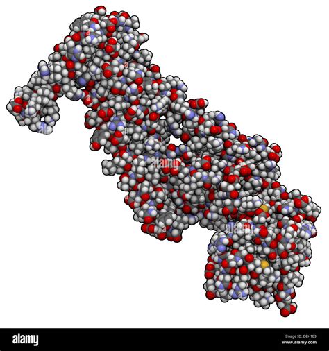 Human cardiac troponin core domain, chemical structure. Troponin is a ...