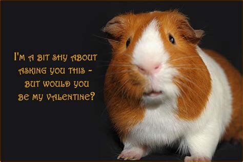 Guinea Pig Love Quotes. QuotesGram