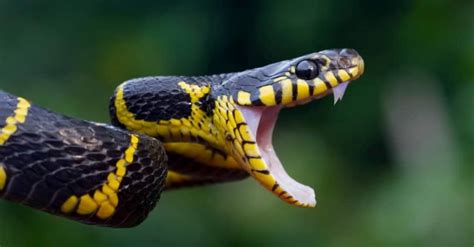 Where Do Snakes Live? - A-Z Animals