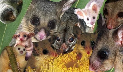 A guide to Australia's possums and gliders - Australian Geographic