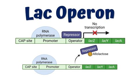 Lac Operon Animation (Advanced) || Lac Operon mutations || Gene ...