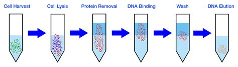 Genomic DNA Extraction Kit - Clinical - Cepham Life Sciences Research ...