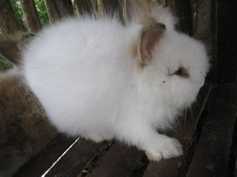 Torosso Rabbit Shop: JUAL KELINCI ANGORA