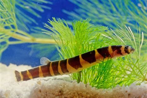 16 Best Kuhli Loach Tank Mates And Care Guide