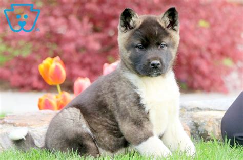 Akita Mix Puppies Colorado - Puppy And Pets