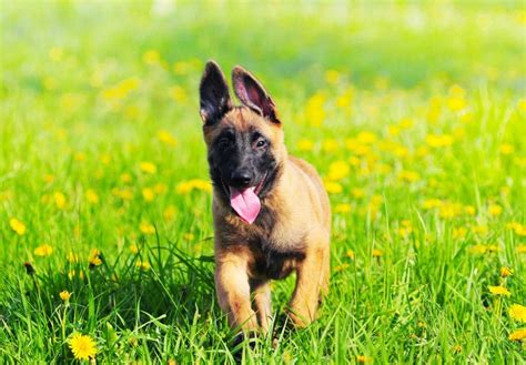 Belgian Malinois Puppies For Sale