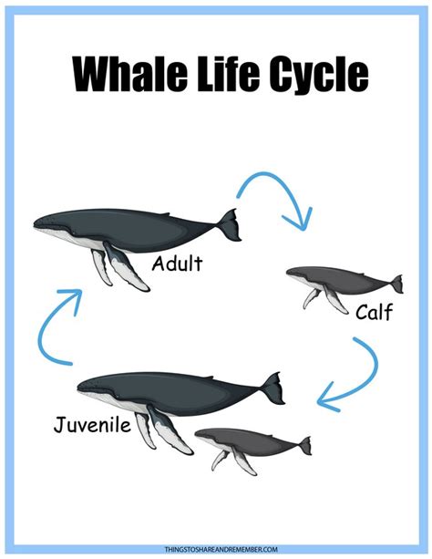 Blue Whale Life Cycle Stages