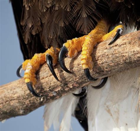 eagle talons - Google Search | Ends Meat: Eagle Talons | Pinterest ...