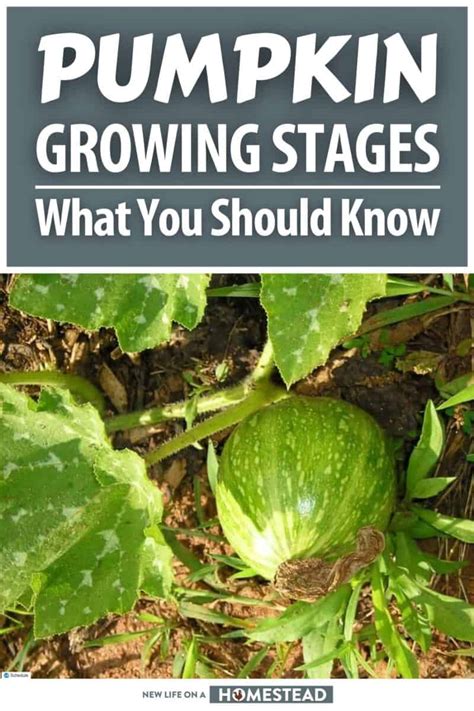 Pumpkin Growing Stages: What You Should Know