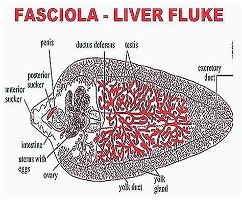 Fasciola - Alchetron, The Free Social Encyclopedia