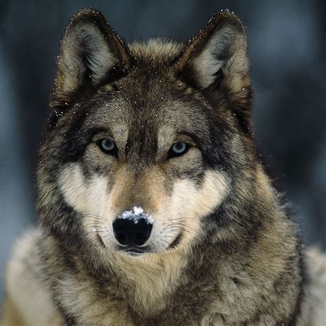 Do Wolves Prey On Dogs