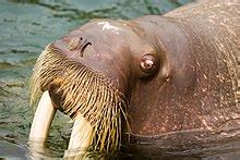 Walrus moustache - Wikipedia