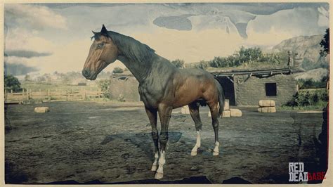 Turkoman Horse | RDR2 Horse Breeds Coats, Locations & Stats