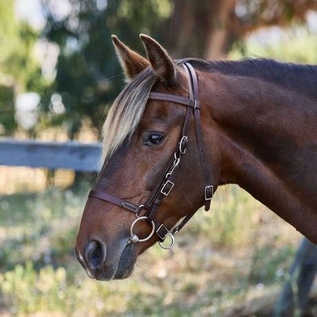 Halter Bridle Combinations - Riding Warehouse