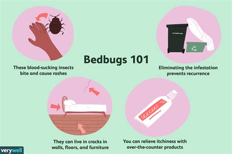 Bedbugs: Overview and More