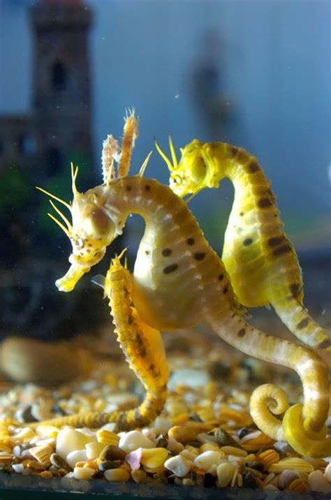 Seahorses ⋆ Seahorse Australia | Bulk breeders & exporters of seahorses