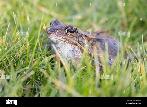 grass frog Stock Photo - Alamy