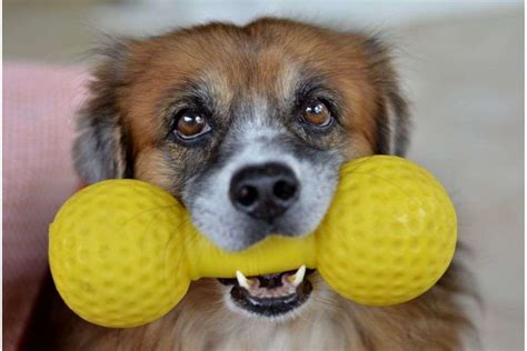 Why Do Dogs Like Squeaky Toys? - Pets & Mindful Animal Owners