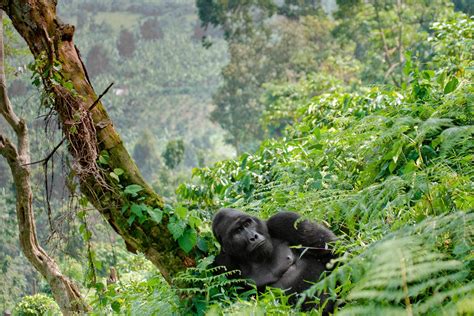 How to Go Mountain Gorilla Trekking in Uganda