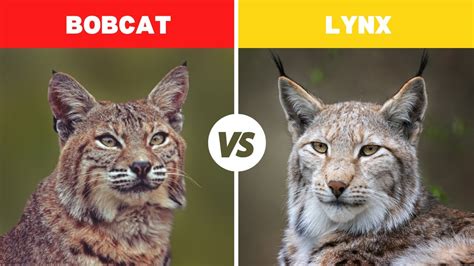 Bobcat Vs Lynx Fight Comparison || Who Would Win? || Lynx Vs Bobcat ...