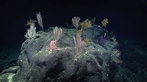 Discovering Deep Sea Corals of the Phoenix Islands - Schmidt Ocean ...