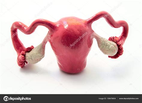 Fallopian Tube Anatomy