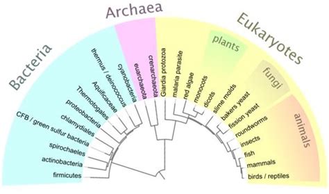 What is Cladistics and Phylogeny Used For?