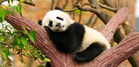 Panda Names for Cute, Cuddly Pets