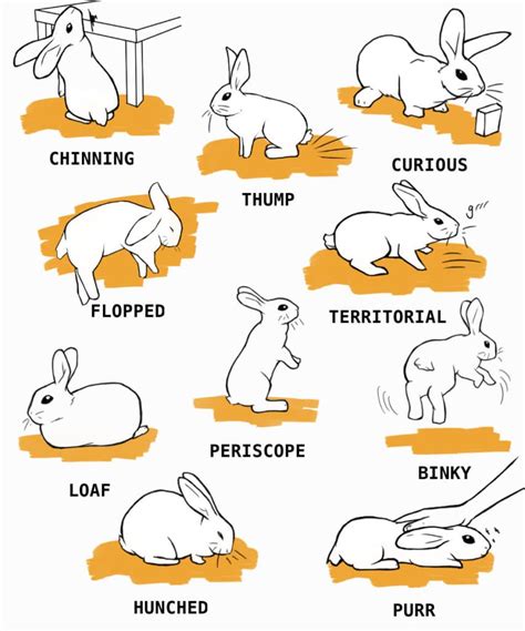 Rabbit Care: The Complete Guide