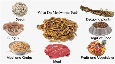 Are Mealworms Poisonous To Dogs