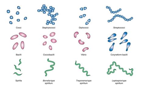 Size, Shape, Arrangement of Bacteria • Microbe Online