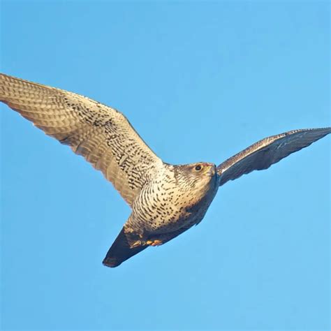 The Majestic Gyrfalcon: A Fascinating Arctic Predator | WorldWeet