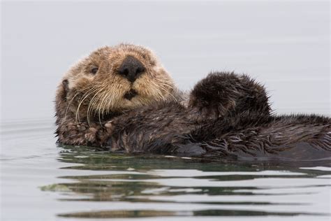 File:Sea-otter-morro-bay 13.jpg - Wikimedia Commons