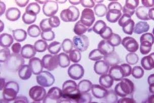 Basic Cell Staining