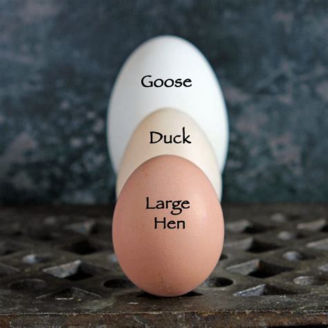 Egg Size and Weight – An international guide with egg size comparison chart