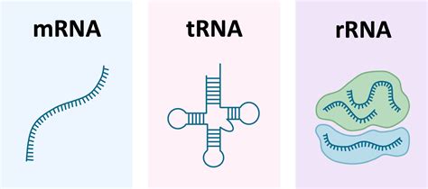 RNA Structure