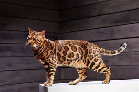 Bengal Cat Size