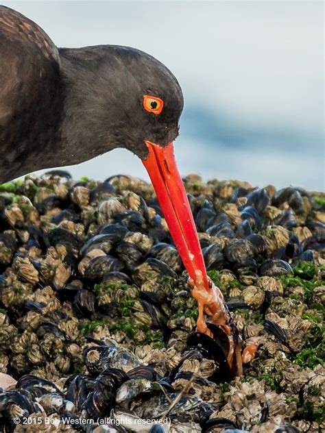 Shoreline Birds