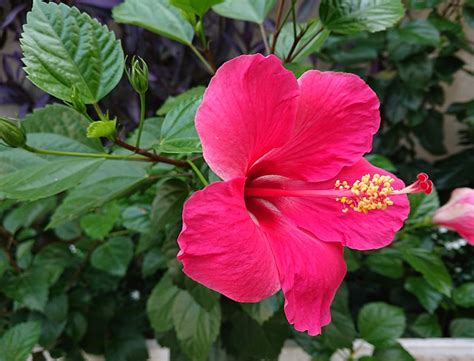 Chinese Hibiscus Guide: How to Grow & Care for “Hibiscus Rosa-Sinensis”