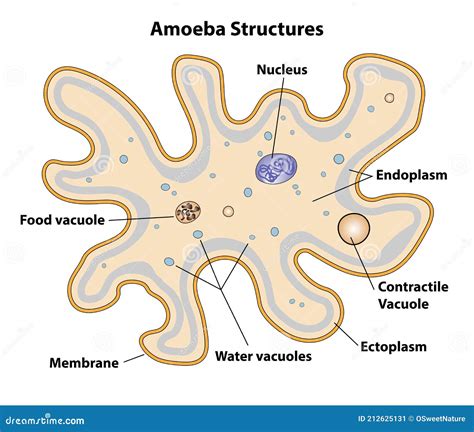 Amoeba